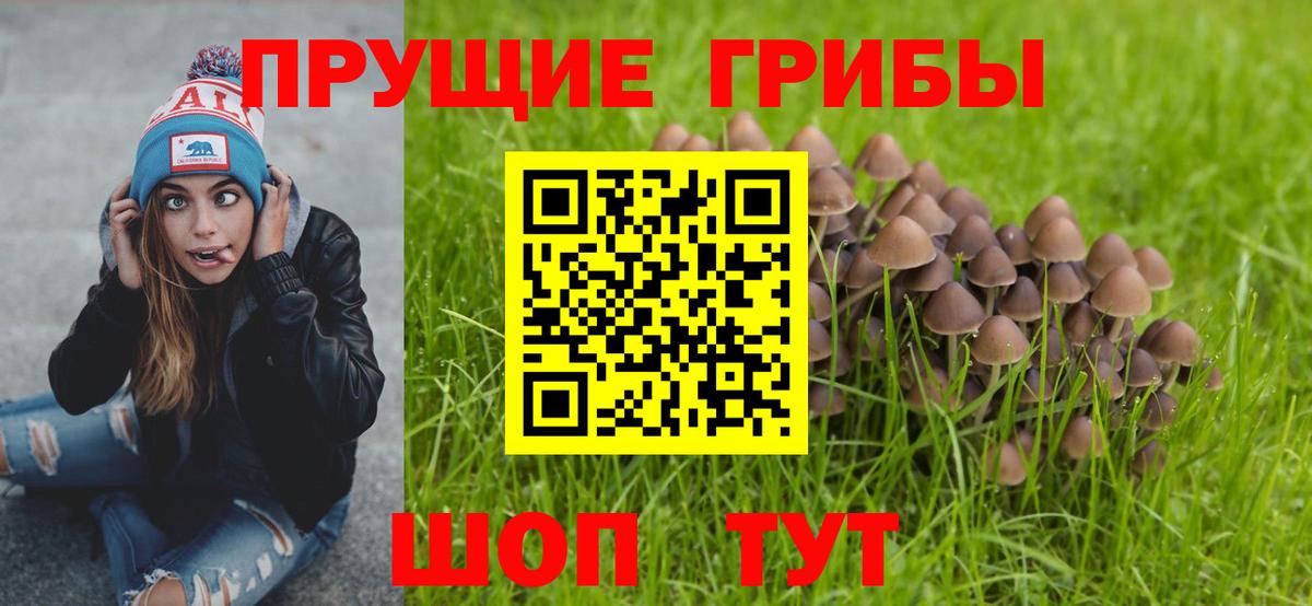 Галлюциногенные грибы Psilocybine cubensis Ржев